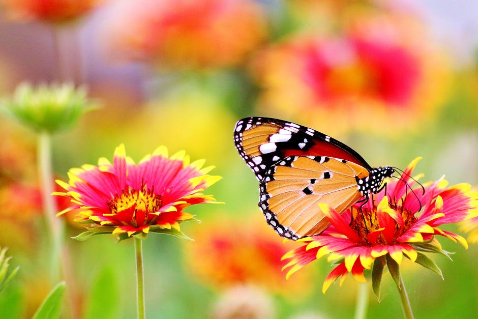 The Butterfly The Butterfly